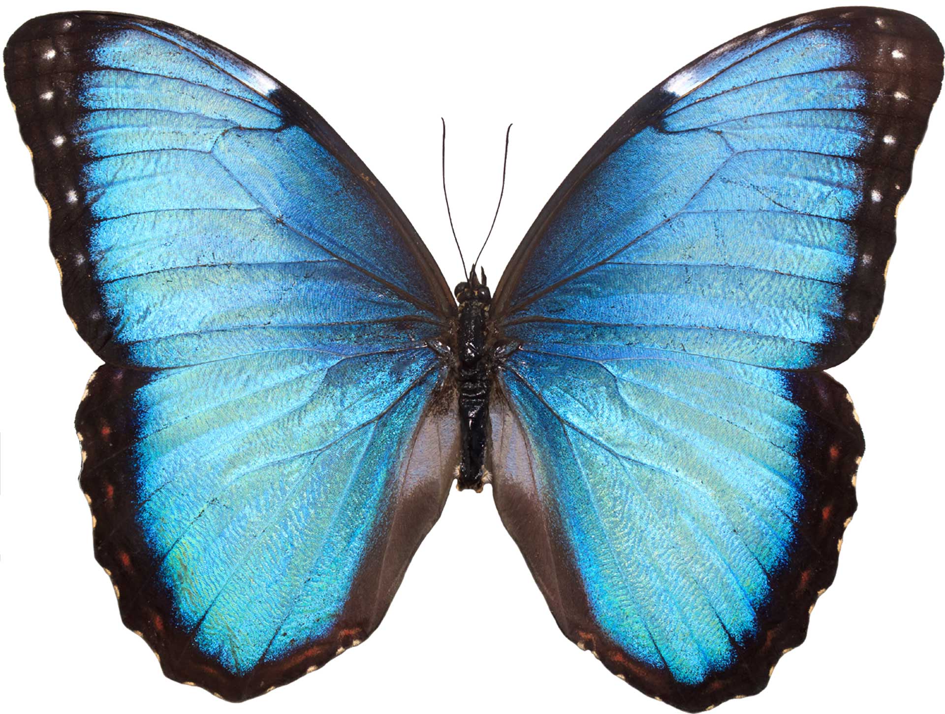 Голубые бабочки без фона